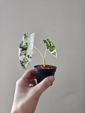 Alocasia Frydek variegata