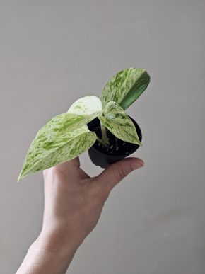 Epipremnum Snow Queen