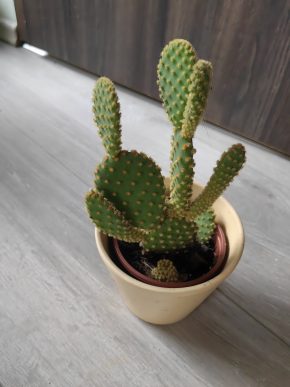 kaktus