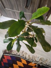 IMG_20250424_130310.jpg