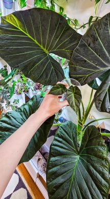 Alocasia regal shields