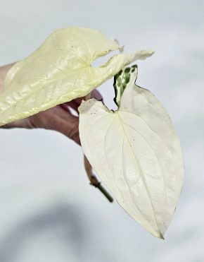 Syngonium Albo Variegata