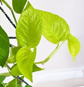 Epipremnum neon