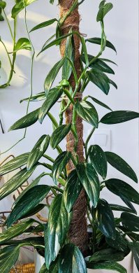 Monstera variegatna cobra