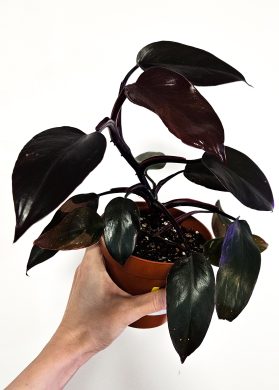 Philodendron