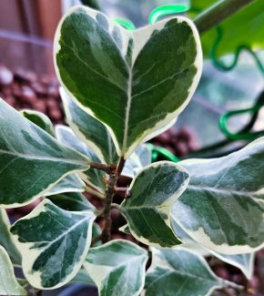 Ficus Triangularis Variagata