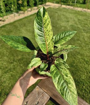 Anthurium Bonplandii Variegata