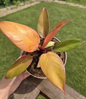 Philodendron Prince of orange
