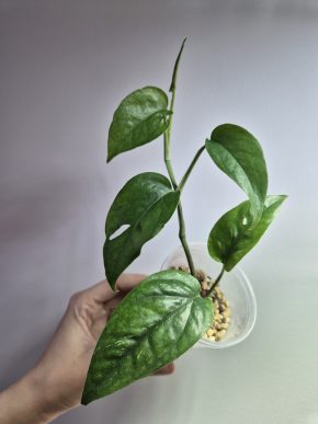 Epipremnum Merapi