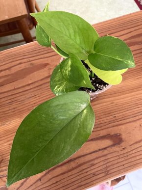 Epipremnum mix - aureum, neon & jade