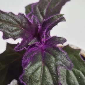 Gynura aurantiaca sadička