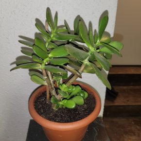 Crassula ovata