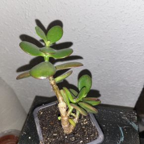 Crassula ovata