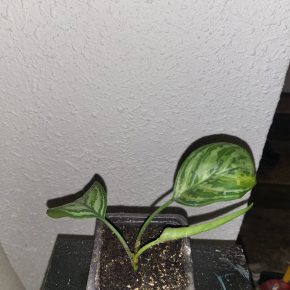Aglaonema