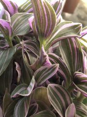 IMG_8796.jpeg