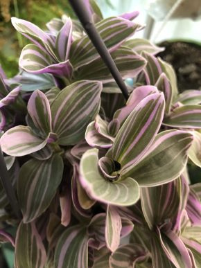 Tradescantia Sweetness - čerstvý řizek