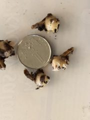 IMG_8784.jpeg