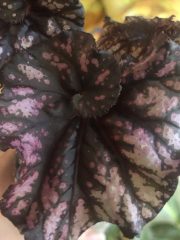IMG_8800.jpeg