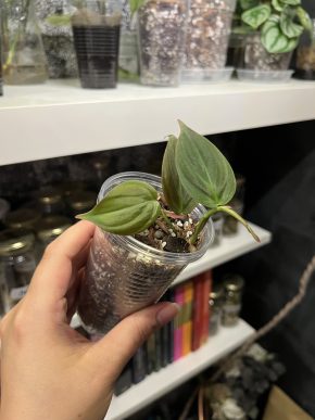Philodendron Micans