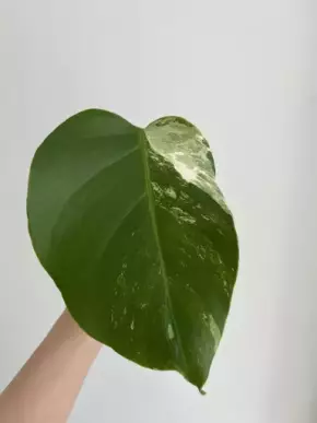 Monstera Deliciosa Albo Variegata