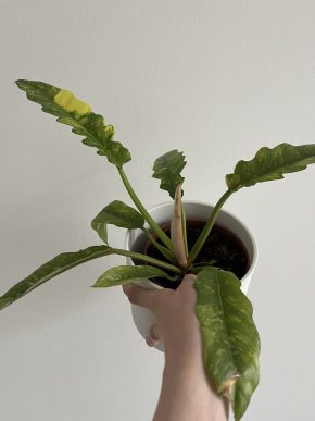 Philodendron Ring of Fire