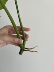 IMG_9598.jpeg
