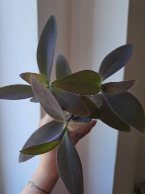 Voděnka - Tradescantia Pallida