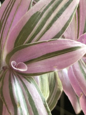 Tradescantia Lilak - čerstvý ŕizek .