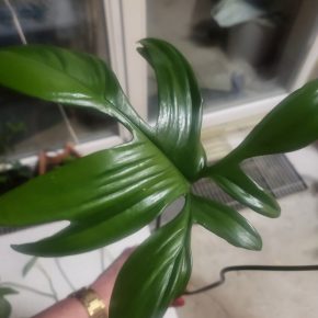 Philodendron Pedatum