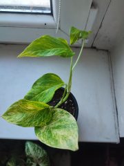 IMG_20250428_091604.jpg
