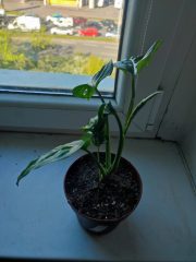 IMG_20250428_091633.jpg