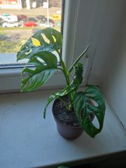 IMG_20250428_091623.jpg