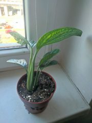 IMG_20250428_091735.jpg