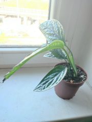 IMG_20250428_091722.jpg