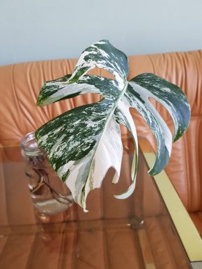 Monstera Albo Variegata - již krásně kořenící řízek