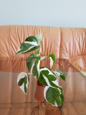 Epipremnum N'joy