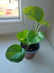 IMG_20250429_090421.jpg