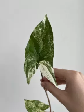 Syngonium Albo