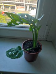 IMG_20250429_090849.jpg