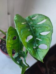 IMG_20250429_090845.jpg