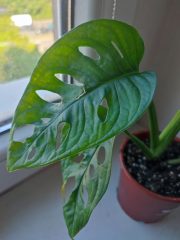 IMG_20250429_090843.jpg
