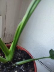 IMG_20250429_090840.jpg