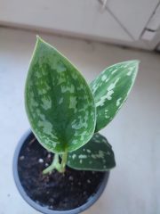 IMG_20250429_090500.jpg