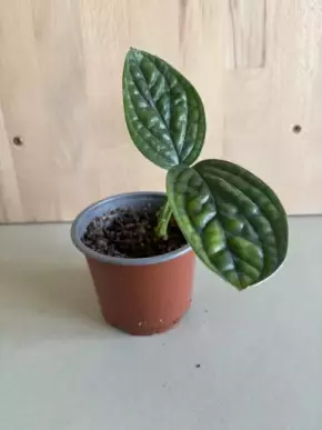Monstera Karstenianum “Peru”