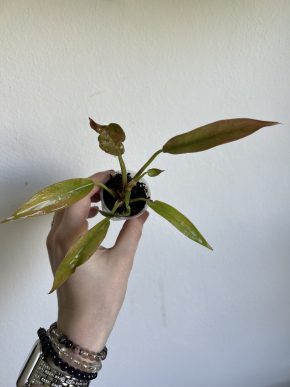 Philodendron Ring of Fire