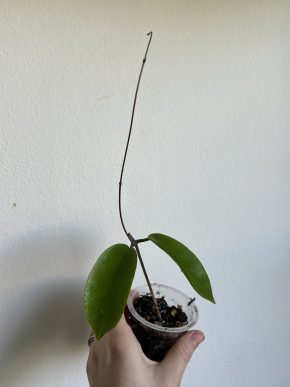 Hoya Kota Kinabalu