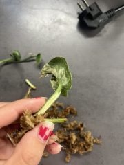 IMG_3343.jpeg