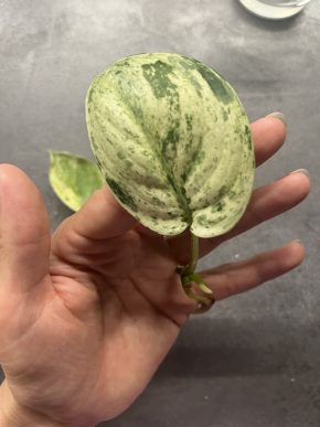 Scindapsus Silver splash var.