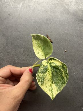 Scindapsus Silver splash var.