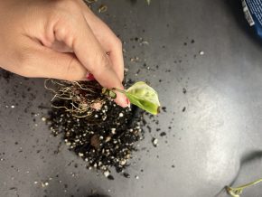Epipremnum Japanese Global
